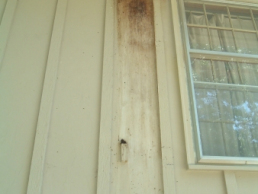 Bat droppings & urine damage behind a shutter