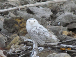 Snow Owl