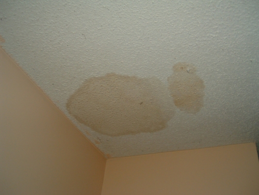 Raccoon Control Critter Control Of St Joseph