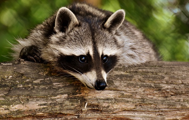 Raccoon removal in St Joseph